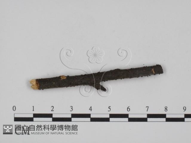 登錄號:F0011573藏品圖，第3張