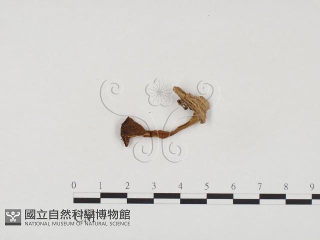 登錄號:F0024573藏品圖，第3張