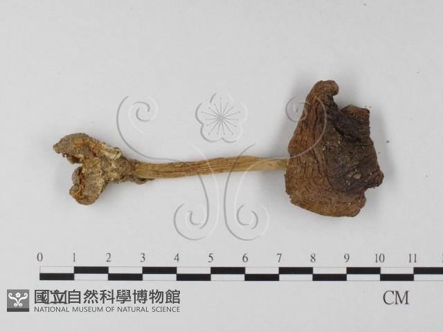 登錄號:F0014573藏品圖，第3張