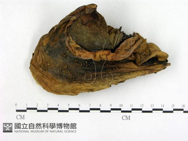 登錄號:F0012573藏品圖，第3張
