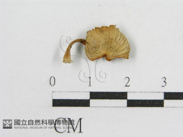 登錄號:F0007573藏品圖，第3張