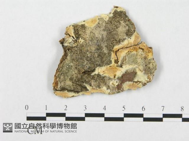 登錄號:F0017573藏品圖，第1張