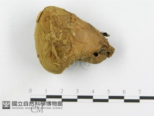 登錄號:F0005573藏品圖，第3張