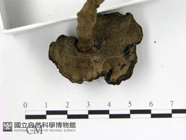 登錄號:F0015573藏品圖，第3張