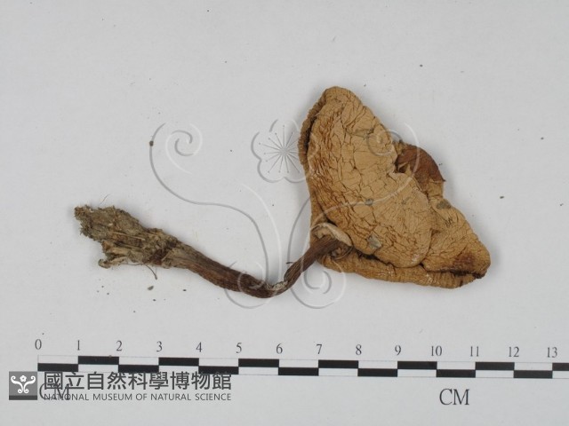 登錄號:F0003573藏品圖，第3張