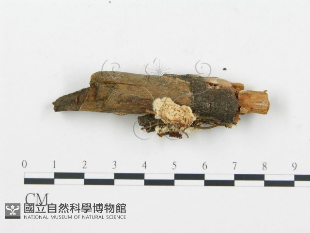 登錄號:F0013573藏品圖，第3張