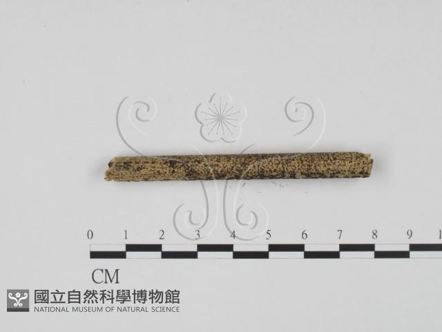 登錄號:F0020173藏品圖，第3張