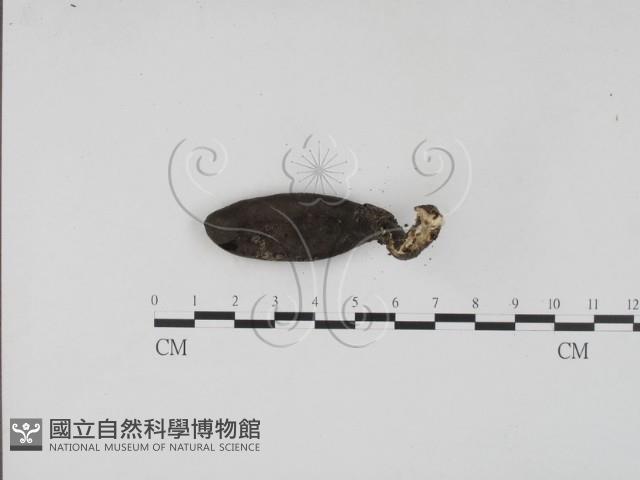 登錄號:F0010173藏品圖，第3張