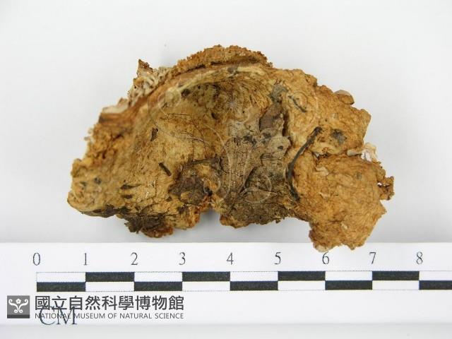 登錄號:F0016173藏品圖，第3張