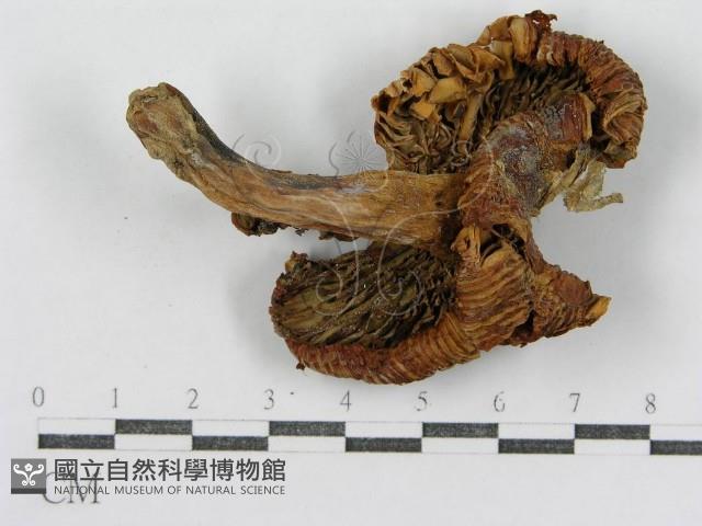 登錄號:F0011173藏品圖，第3張