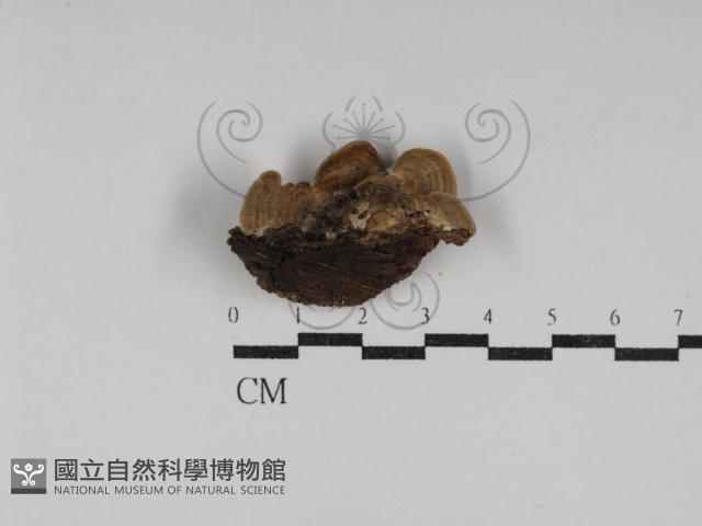 登錄號:F0031173藏品圖，第3張