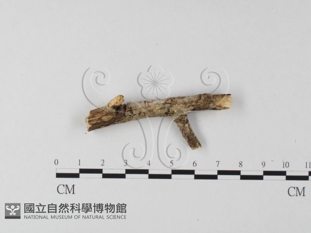 登錄號:F0004173藏品圖，第4張