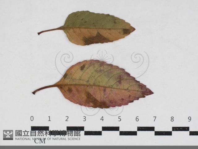 登錄號:F0034173藏品圖，第3張