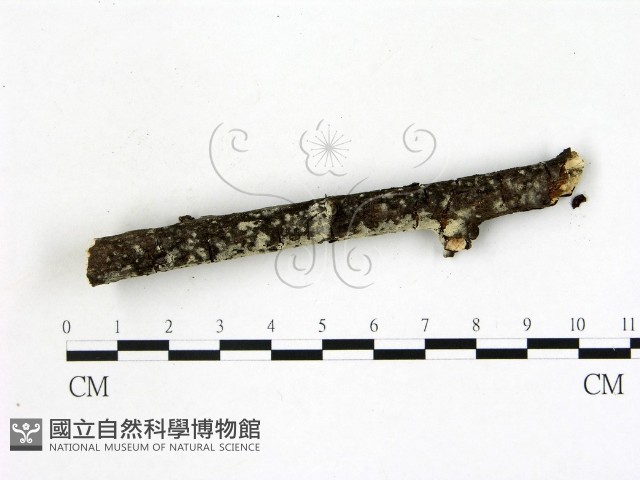 登錄號:F0022173藏品圖，第3張