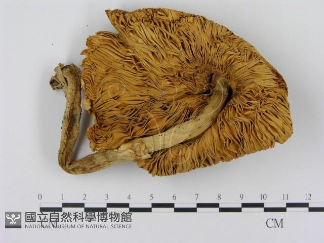 登錄號:F0002173藏品圖，第3張