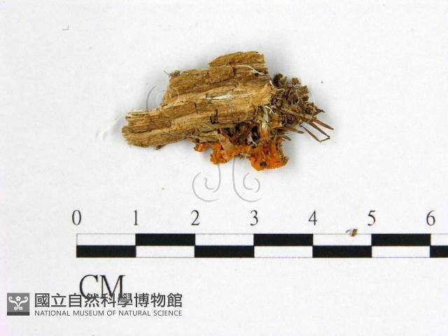 花耳屬藏品圖，第3張