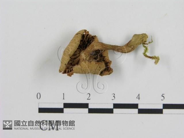 登錄號:F0005173藏品圖，第3張