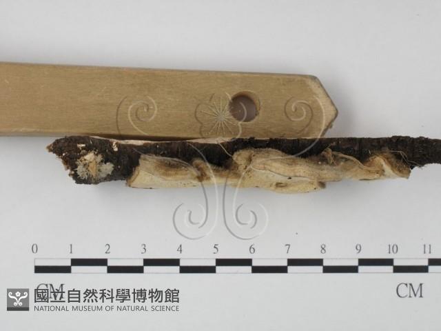 登錄號:F0009173藏品圖，第3張