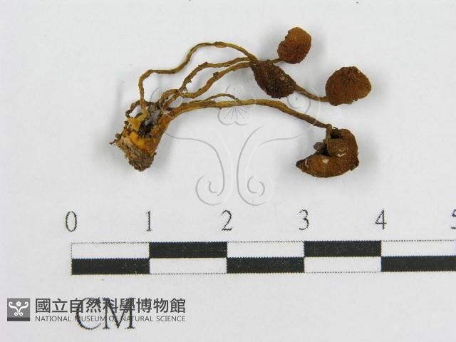 登錄號:F0019173藏品圖，第3張