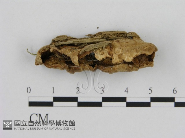 登錄號:F0008073藏品圖，第3張
