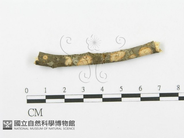 登錄號:F0000073藏品圖，第3張