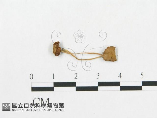 登錄號:F0016073藏品圖，第3張