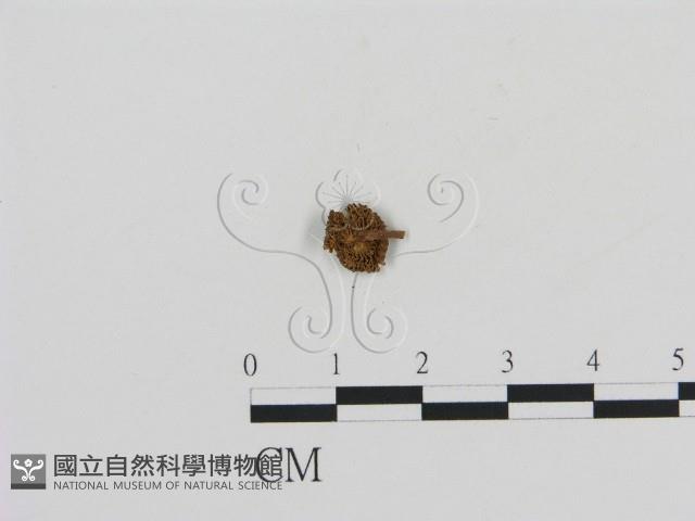 登錄號:F0011073藏品圖，第3張