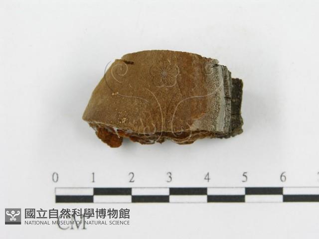 登錄號:F0014073藏品圖，第3張