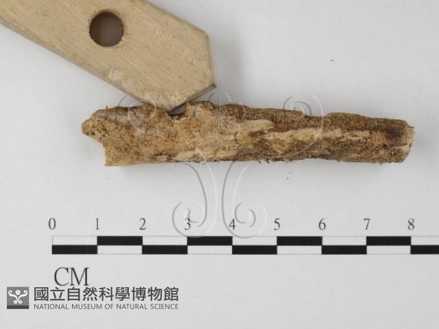 登錄號:F0012073藏品圖，第3張