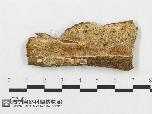 登錄號:F0007073藏品圖，第3張