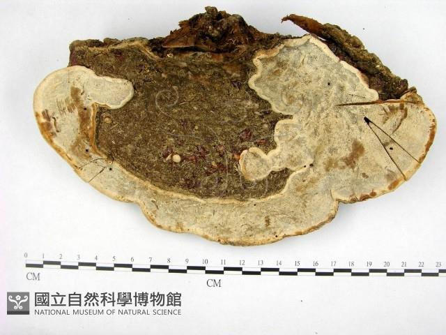 登錄號:F0017073藏品圖，第3張