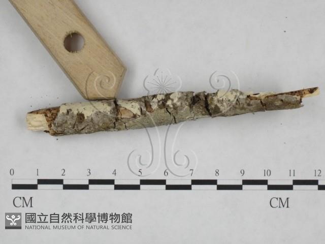 登錄號:F0025073藏品圖，第3張