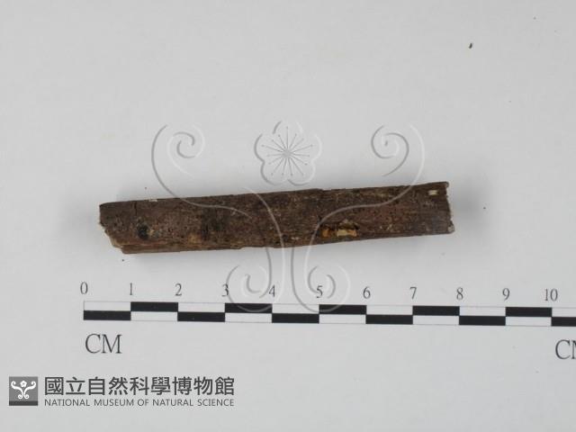 銀耳屬藏品圖，第3張