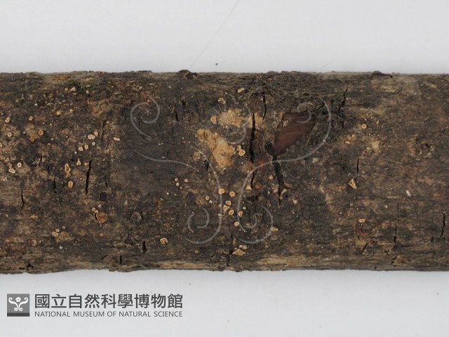 登錄號:F0003073藏品圖，第3張