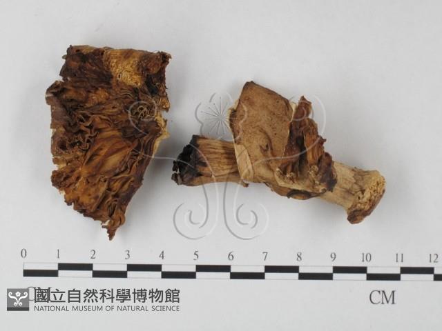 鵝膏屬藏品圖，第3張