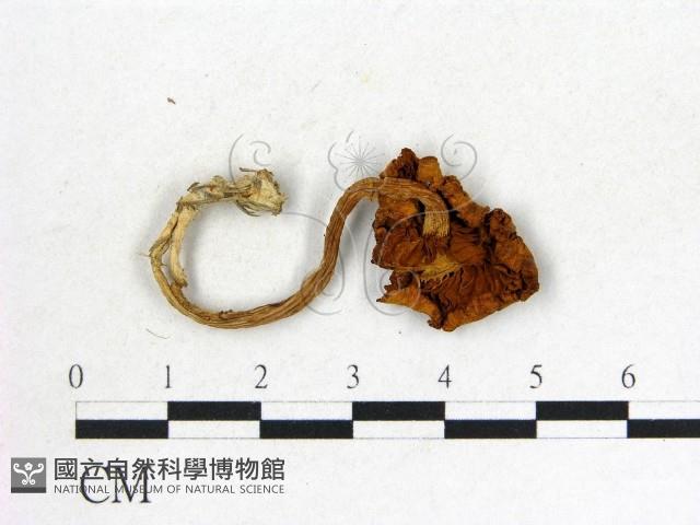 登錄號:F0008373藏品圖，第3張