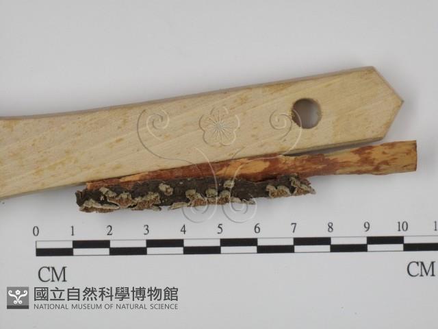 附毛菌屬藏品圖，第3張