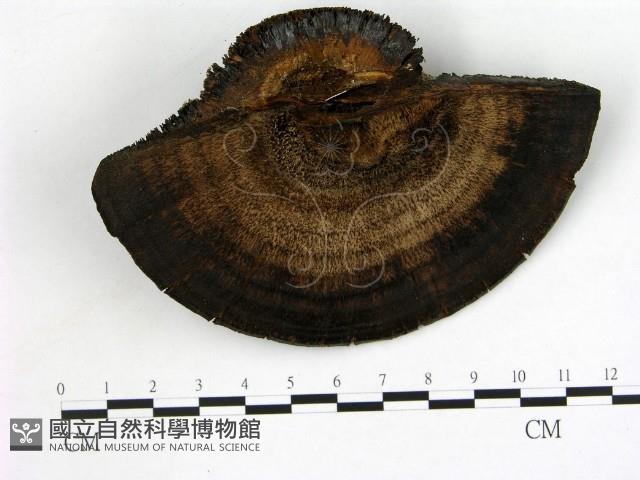 登錄號:F0021373藏品圖，第3張