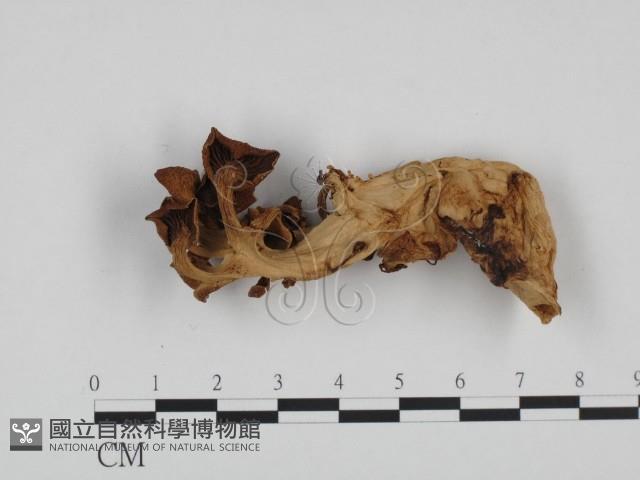 登錄號:F0024373藏品圖，第3張