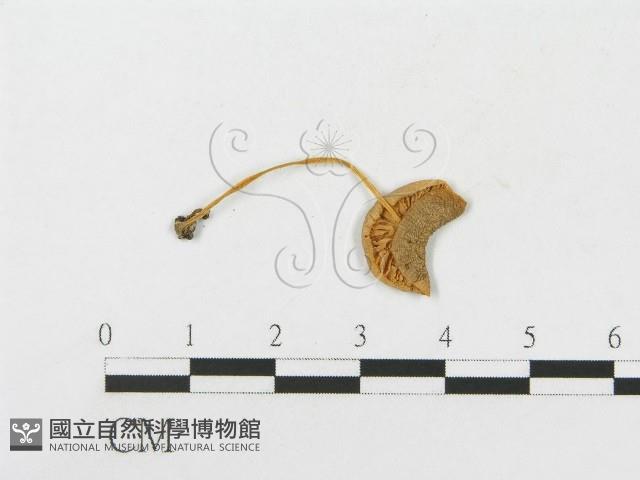 登錄號:F0004373藏品圖，第3張