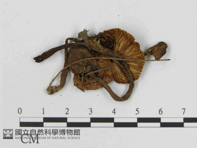 純黃白鬼傘藏品圖，第3張