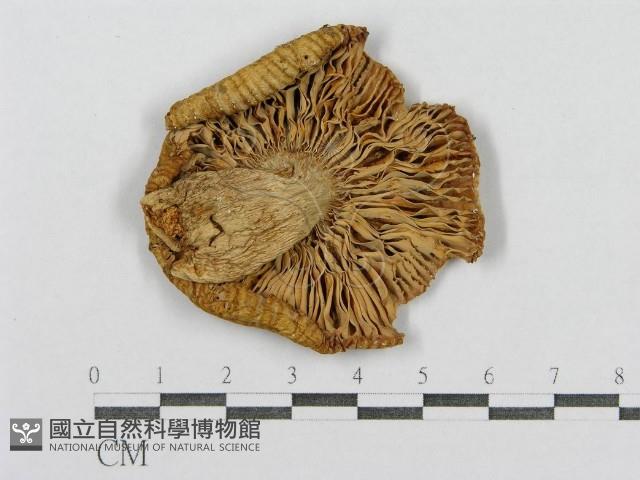 登錄號:F0012373藏品圖，第3張