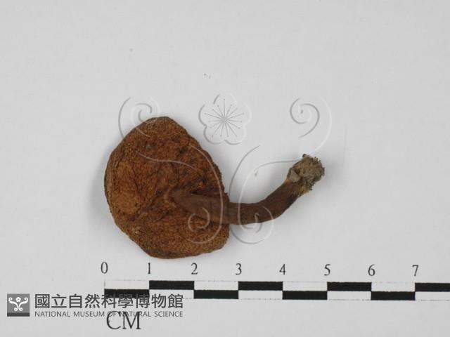 登錄號:F0027373藏品圖，第3張