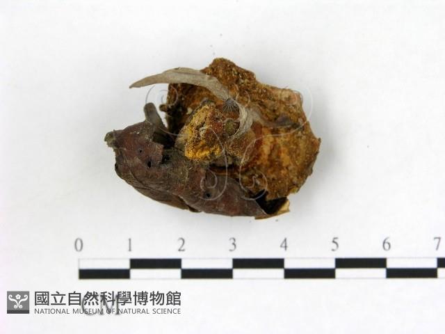 登錄號:F0007373藏品圖，第3張