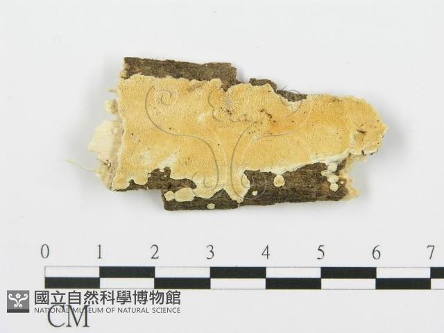 登錄號:F0017373藏品圖，第1張