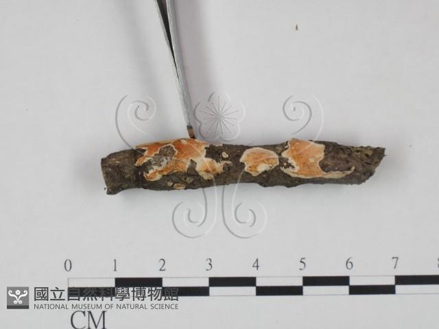 登錄號:F0015373藏品圖，第3張