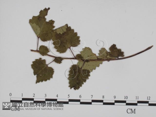 登錄號:F0019373藏品圖，第3張