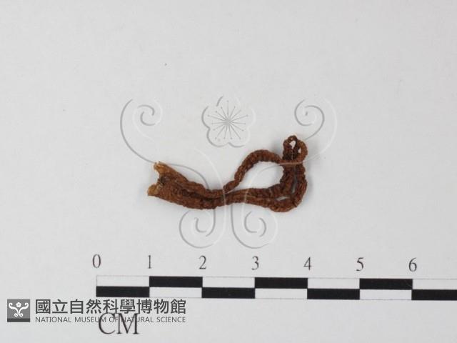 登錄號:F0023373藏品圖，第3張