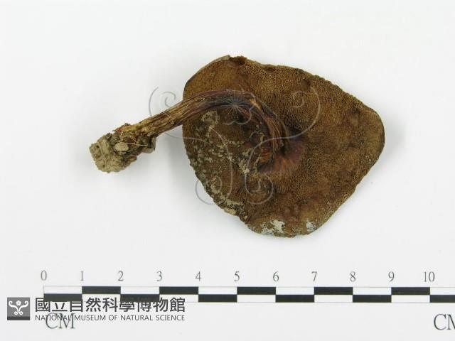 登錄號:F0003373藏品圖，第1張