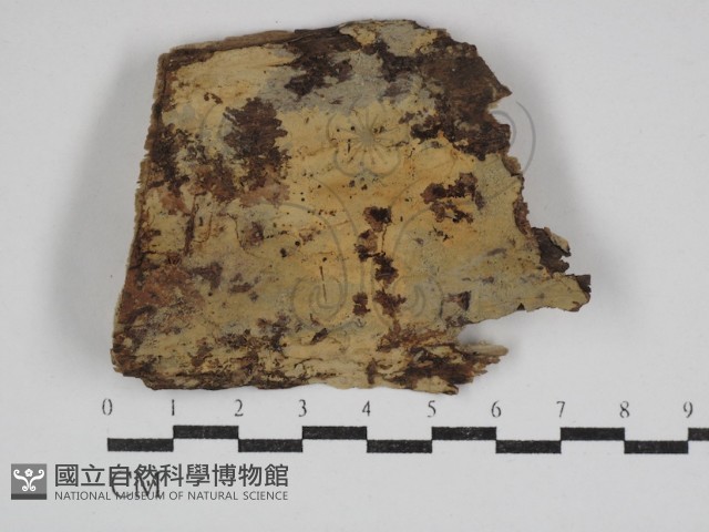 登錄號:F0030970藏品圖，第3張